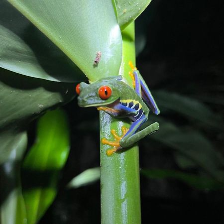 דירות La Fortuna The Frog House מראה חיצוני תמונה