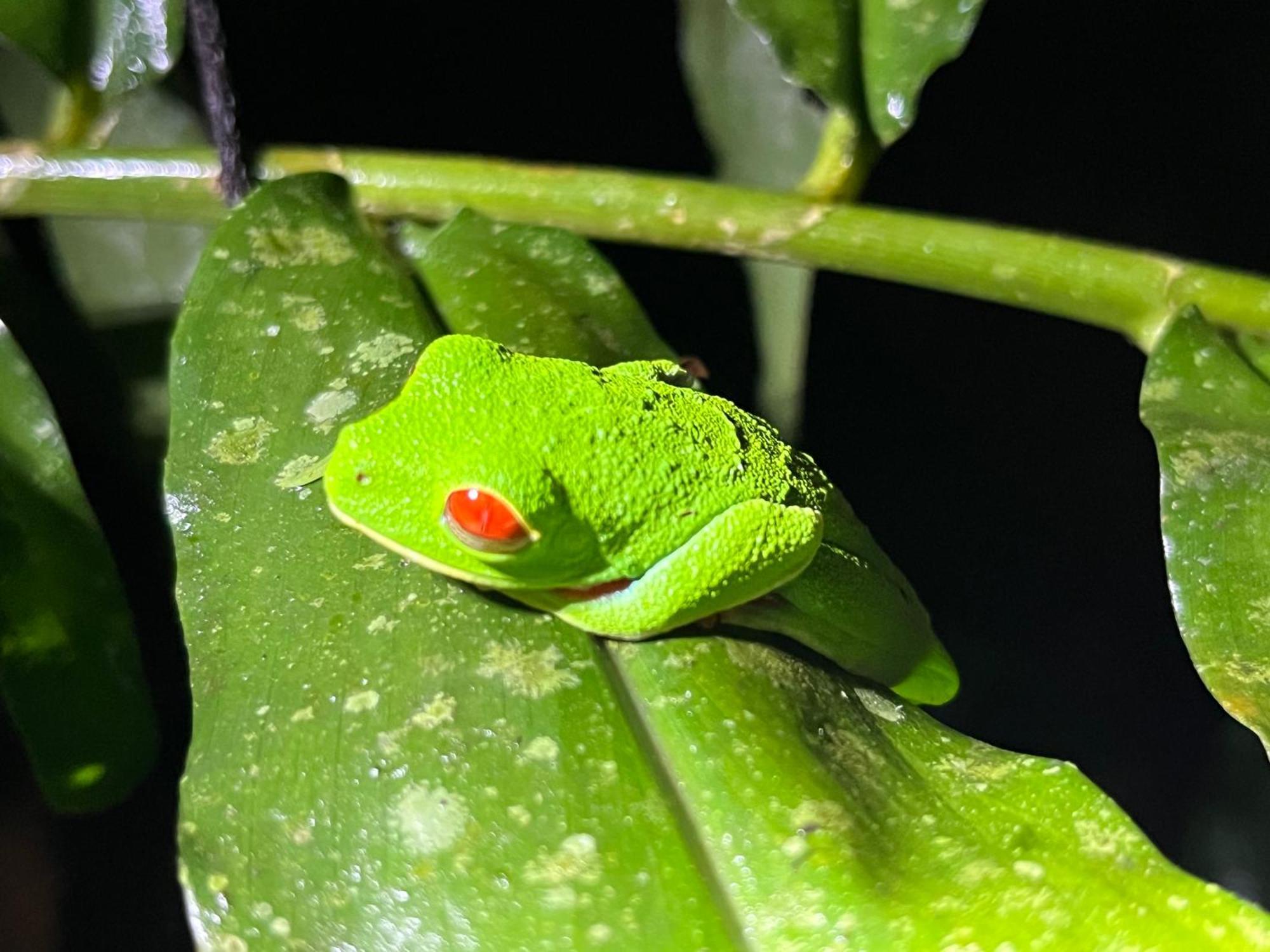 דירות La Fortuna The Frog House מראה חיצוני תמונה