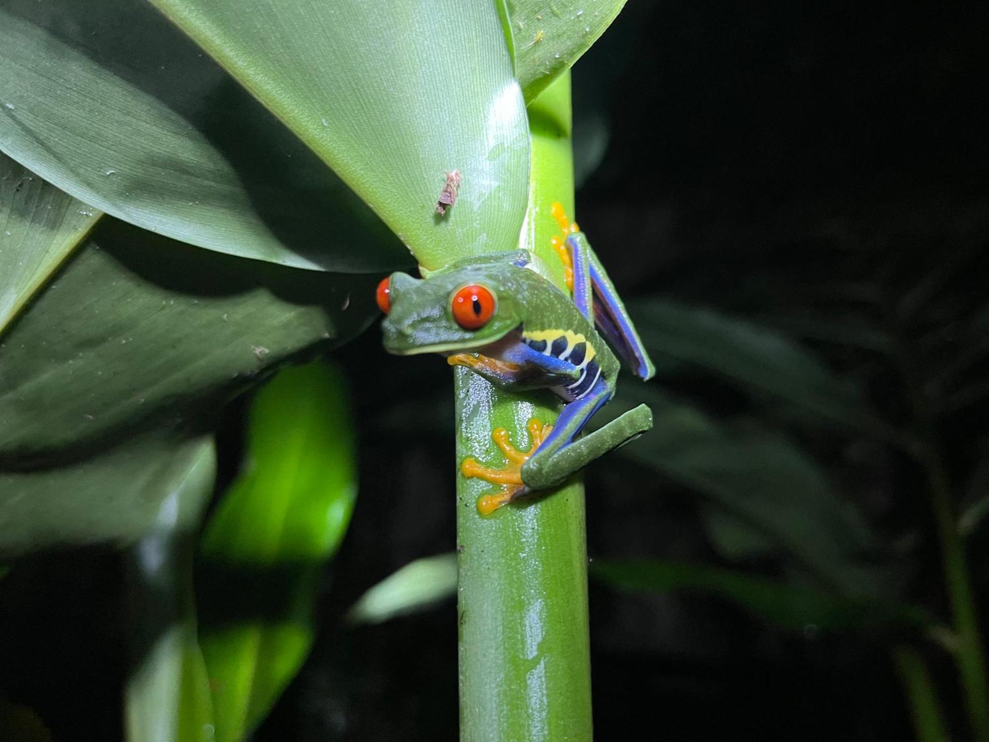דירות La Fortuna The Frog House מראה חיצוני תמונה