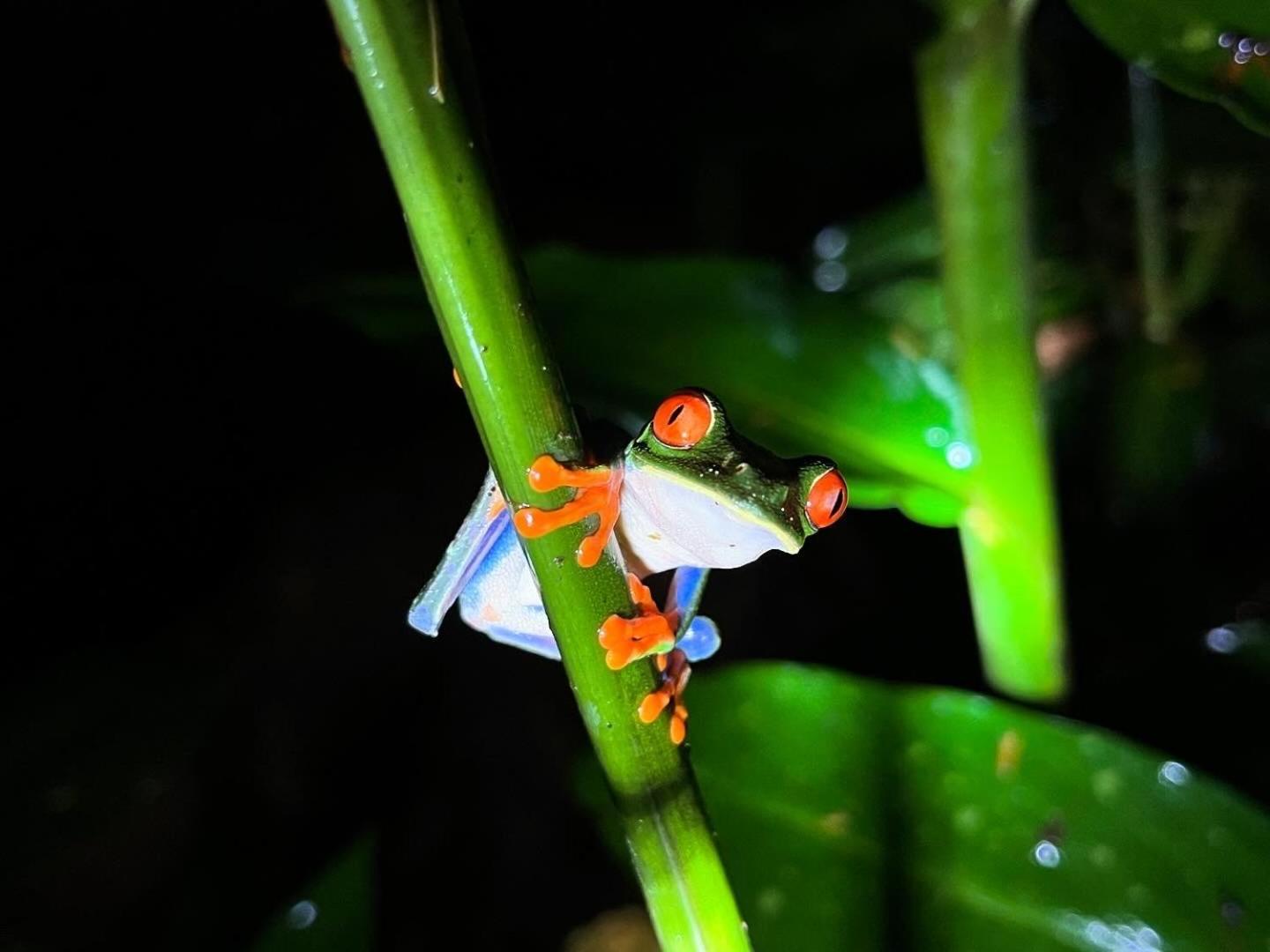 דירות La Fortuna The Frog House מראה חיצוני תמונה